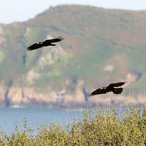 Red-billed choughs fly in Jersey!