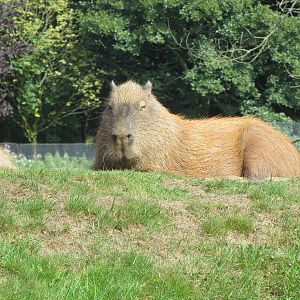 capybara 010913