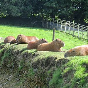 capybaras 010913