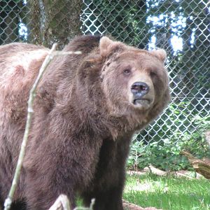 european brown bear 010913