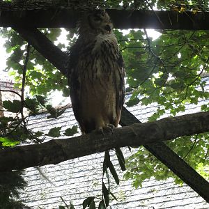 bengal eagle owl 020913