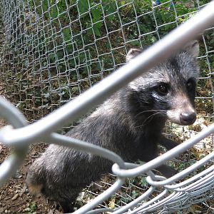 raccoon dog 020913