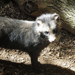 raccoon dog 020913