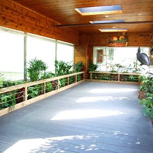 Sun Bear Exhibit Preview at Colchester, 31/08/13