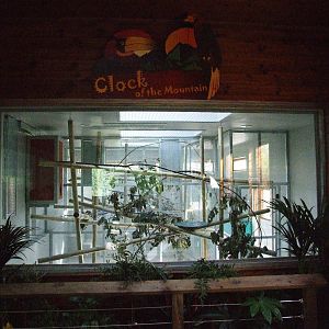 Sun Bear Exhibit Preview at Colchester, 31/08/13