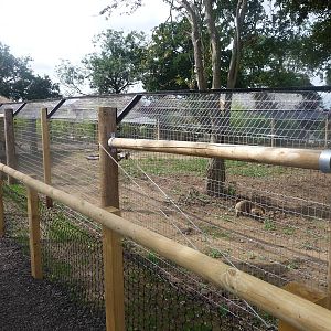 Anteater enclosure
