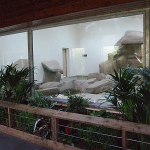 Sun Bear Exhibit Preview at Colchester, 31/08/13