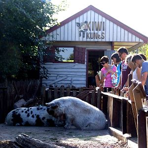 Kiwi Kunes at Colchester, 31/08/13