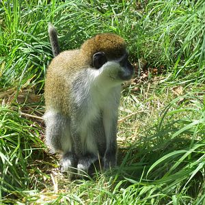 vervet monkey 020913