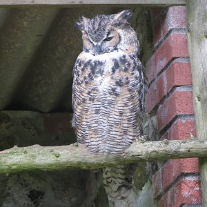 great horned owl 020913