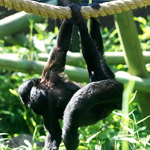 Red-backed Bearded Saki at Colchester, 31/08/13