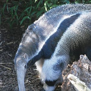 Giant Anteater at Colchester, 31/08/13