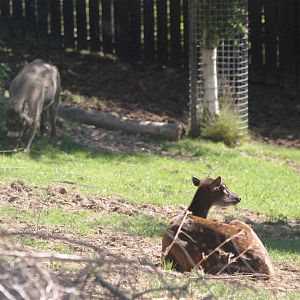 Spotted Deer and Warty Pig at Colchester, 31/08/13