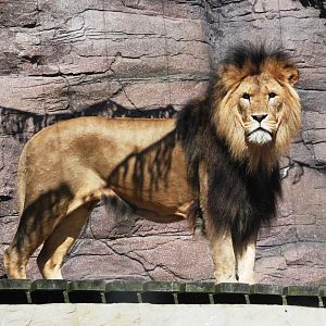 African Lion at Colchester, 31/08/13