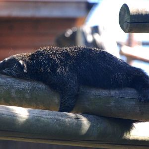 Binturong at Colchester, 31/08/13