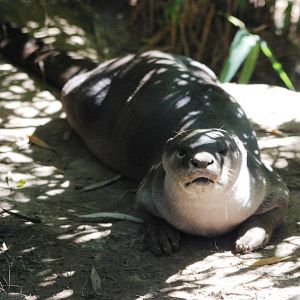Smooth-coated Otter at Colchester, 31/08/13