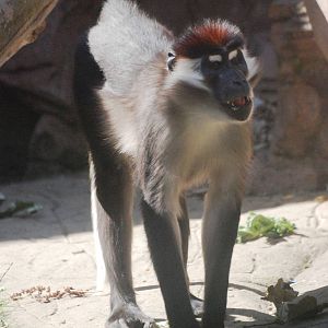 Cherry-crowned Mangabey at Colchester, 31/08/13