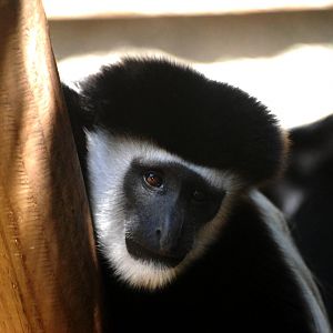Eastern Guereza at Colchester, 31/08/13