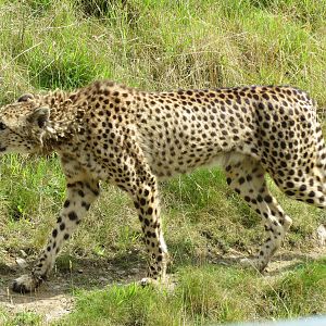 cheetah 020913