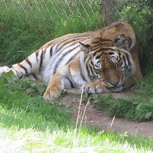amur tiger 020913
