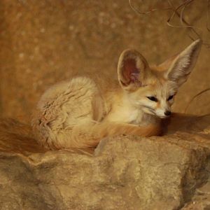 Fennec Fox at Colchester, 31/08/13