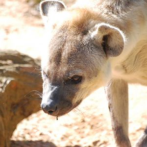 Spotted Hyaena at Colchester, 31/08/13