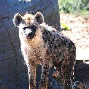 Spotted Hyaena at Colchester, 31/08/13