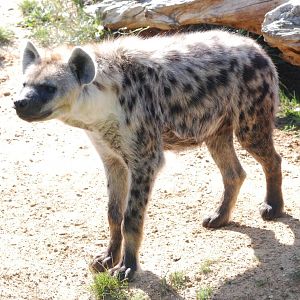 Spotted Hyaena at Colchester, 31/08/13