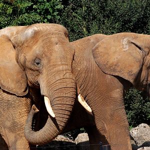African Bush Elephants at Colchester, 31/08/13