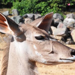 Greater Kudu at Colchester, 31/08/13