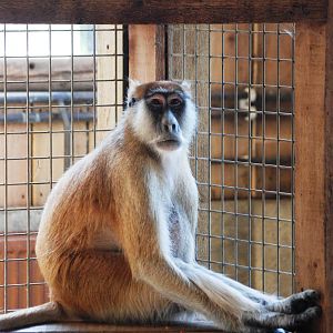 Patas Monkey at Colchester, 31/08/13
