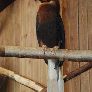 Rufous Hornbill at Colchester, 31/08/13