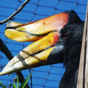 Sumatran Rhinoceros Hornbill at Colchester, 31/08/13