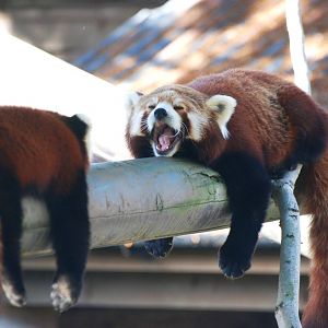 Nepalese Red Pandas at Colchester, 31/08/13