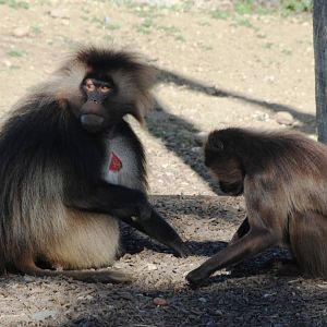 Geladas at Colchester, 31/08/13