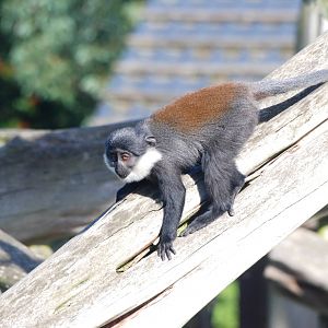 L'Hoest's Guenon Youngster at Colchester, 31/08/13