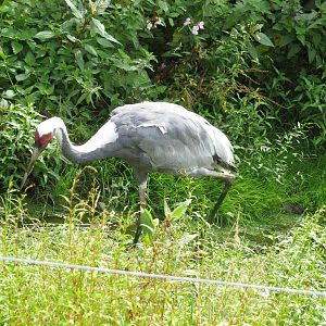 white naped crane 020913