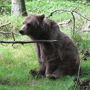 european brown bear 020913