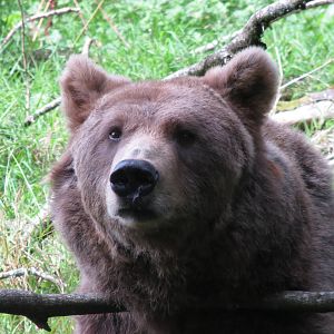european brown bear 020913