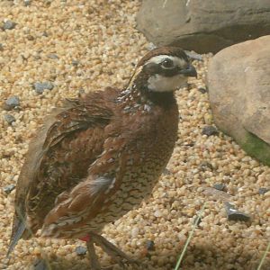 Bobwhite Quail