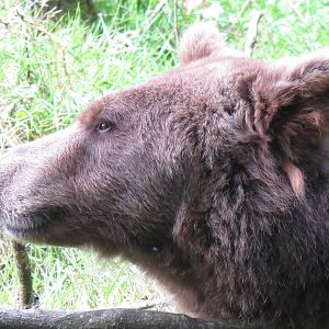 european brown bear 020913
