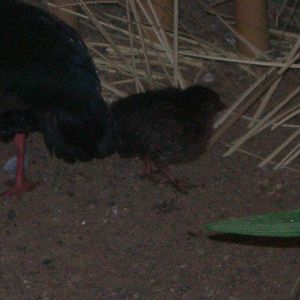 Baby Crested Wood Patridge