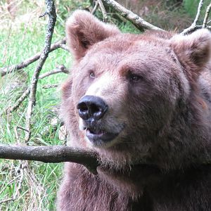 european brown bear 020913