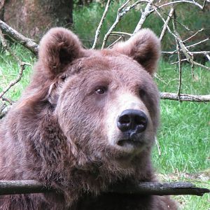 european brown bear 020913