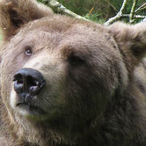 european brown bear 020913