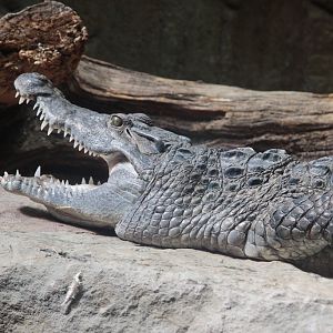 Philippine Crocodile (Crocodylus mindorensis)