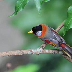 Silver-eared Mesia