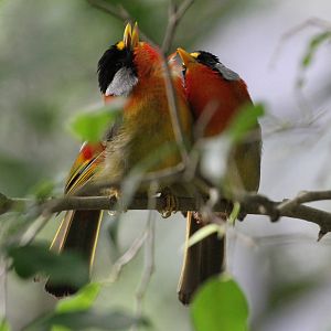Silver-eared Mesia
