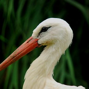 WHITE STORK