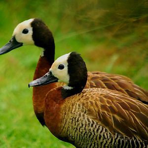 WHITE FACE WHISTLING DUCKS